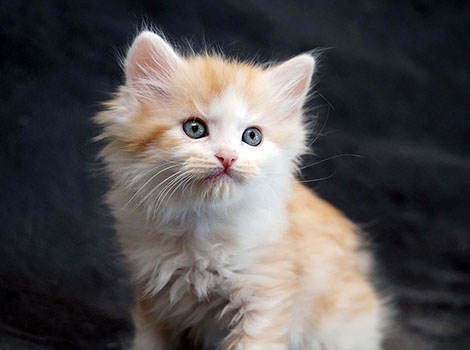 Sundance am 19.06.2025